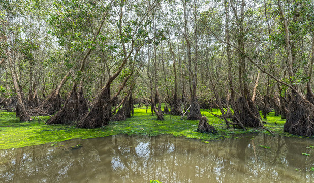 Tra Su cajeput forests typical of wetland ecosystems of mangroves, it has a rich flora and fauna resources to feed people in the area but is preserved. untouched beauty where eco-tourism for everyone