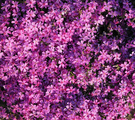 Obraz premium violets flowers. background
