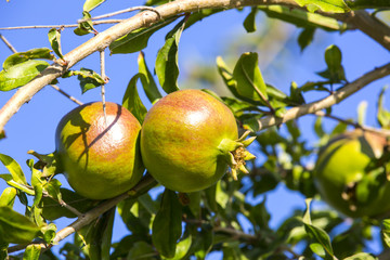 pomegranate fruit ripen on the tree branch