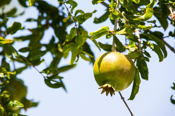 pomegranate fruit ripen on the tree branch