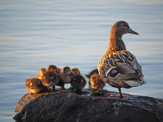 duck with ducklings on the lake