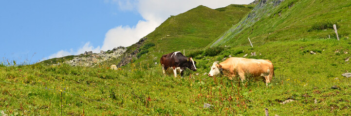 k&uuml;he auf der alm