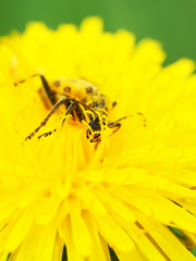 Flower barbel (Brachyta interrogationis) on a yellow flower