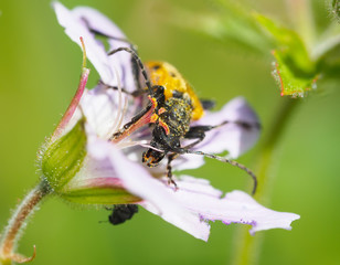 Flower barbel (Brachyta interrogationis) on a flower