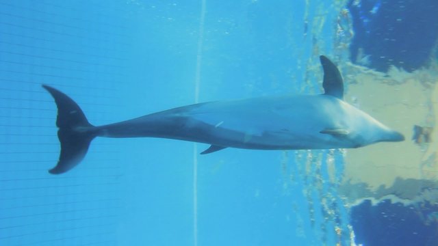 Dolphins Swimming