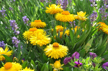 Yellow strawflower in the garden