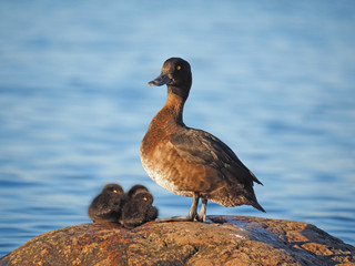 duck with ducklings on the lake