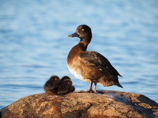 duck with ducklings on the lake