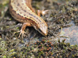 Lizard in the forest