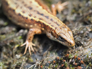 Lizard in the forest