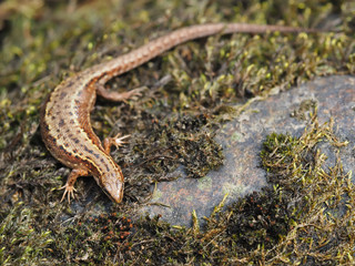 Lizard in the forest