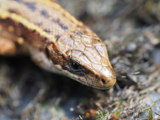 Lizard in the forest