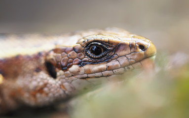 Lizard in the forest
