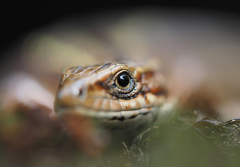 Lizard in the forest