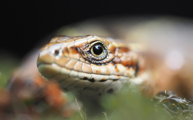 Lizard in the forest