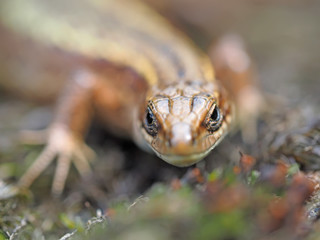 Lizard in the forest