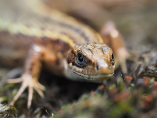 Lizard in the forest