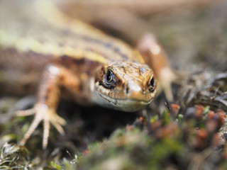Lizard in the forest