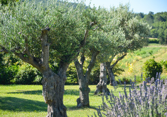 Row of olive trees and lavender flowers