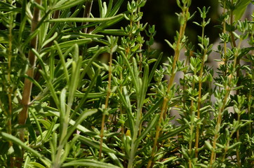 Thyme and rosemary, spicy still life