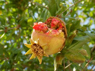 Cracked pomegranate