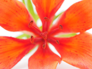 Tiger Lily on a white background