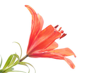 Tiger Lily on a white background