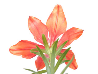 Tiger Lily on a white background