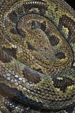 Python snake, Molurus Bivittatus
