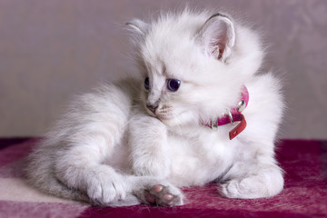 Little fluffy kitten developing world with interest