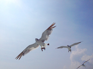 Seagull sky