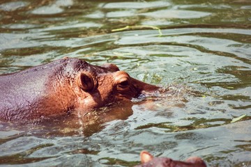 Fototapeta premium Hippopotamus, animals, mammals and herbivorous.