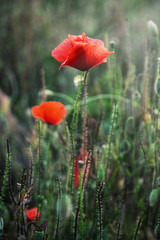 Red corn poppy flowers © vrabelpeter1