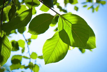 Green leaves on blue sky background