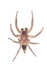 bottom view of jumping spider