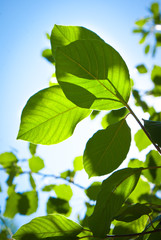 Fototapeta na wymiar Green leaves on blue sky background