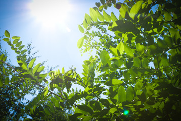 Green leaves on blue sky background