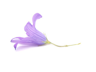 bell flower on a white background