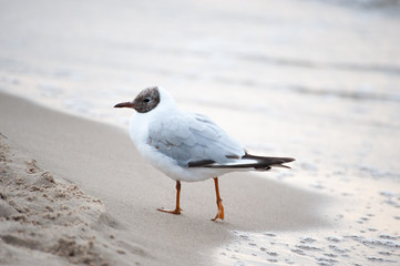 Möwe