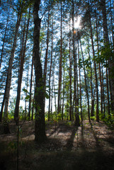 Sunny Summer birch forest.