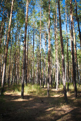 Sunny Summer birch forest.
