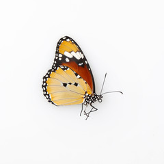 Fototapeta na wymiar Butterfly on the white background
