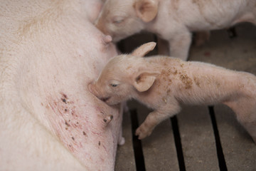 Momma pig feeding hungry little piglets