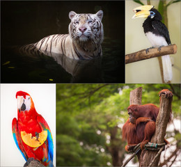 Group of different wild animal