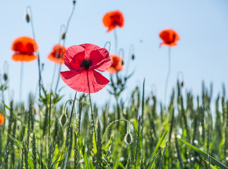 Obraz premium Pink poppy in the field.