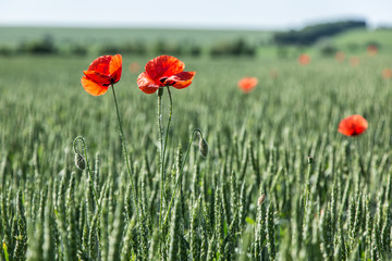 Field of red dainty poppies.