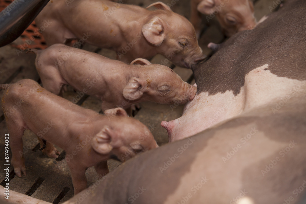 Wall mural Momma pig feeding hungry little piglets