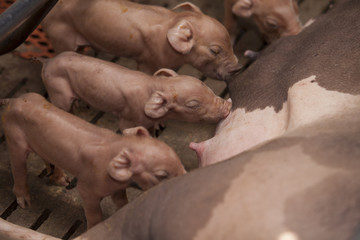 Momma pig feeding hungry little piglets