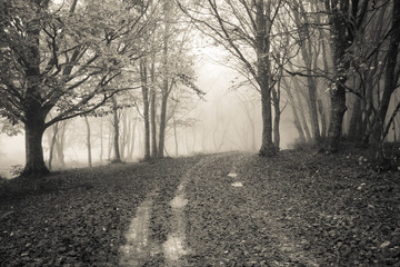 Sentiero con nebbia nella foresta