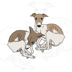 Vector illustration of two Italian greyhound spotted